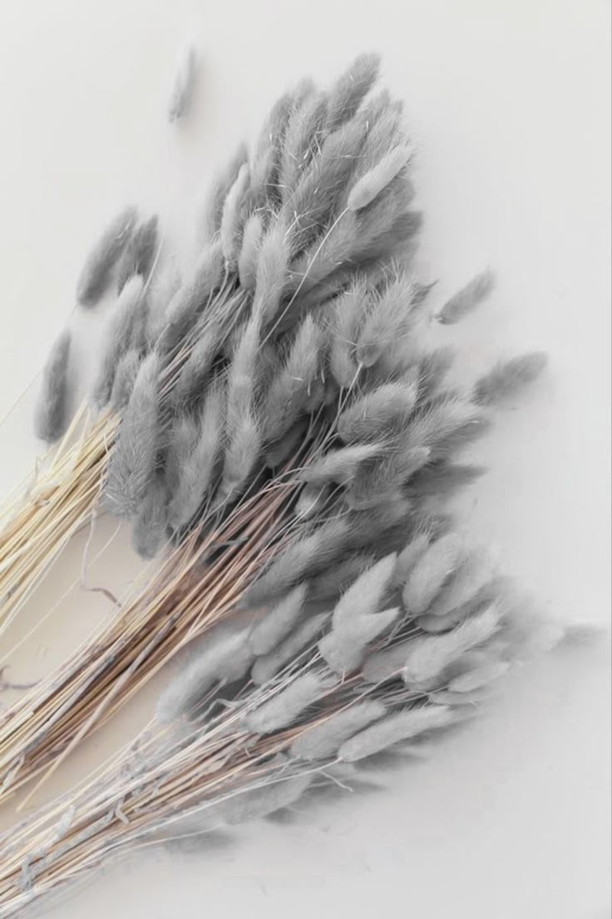 Dried Bunny Tail Grey