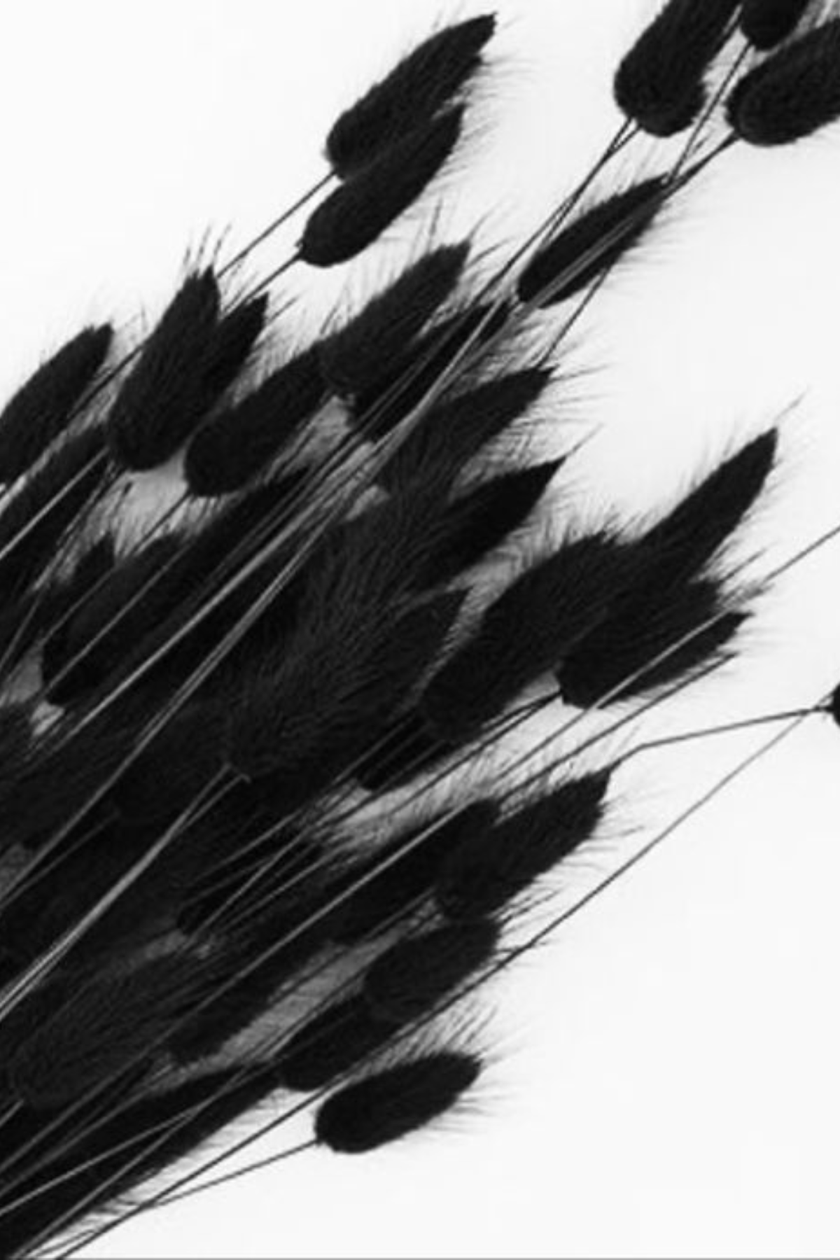 Dried Bunny Tail Black