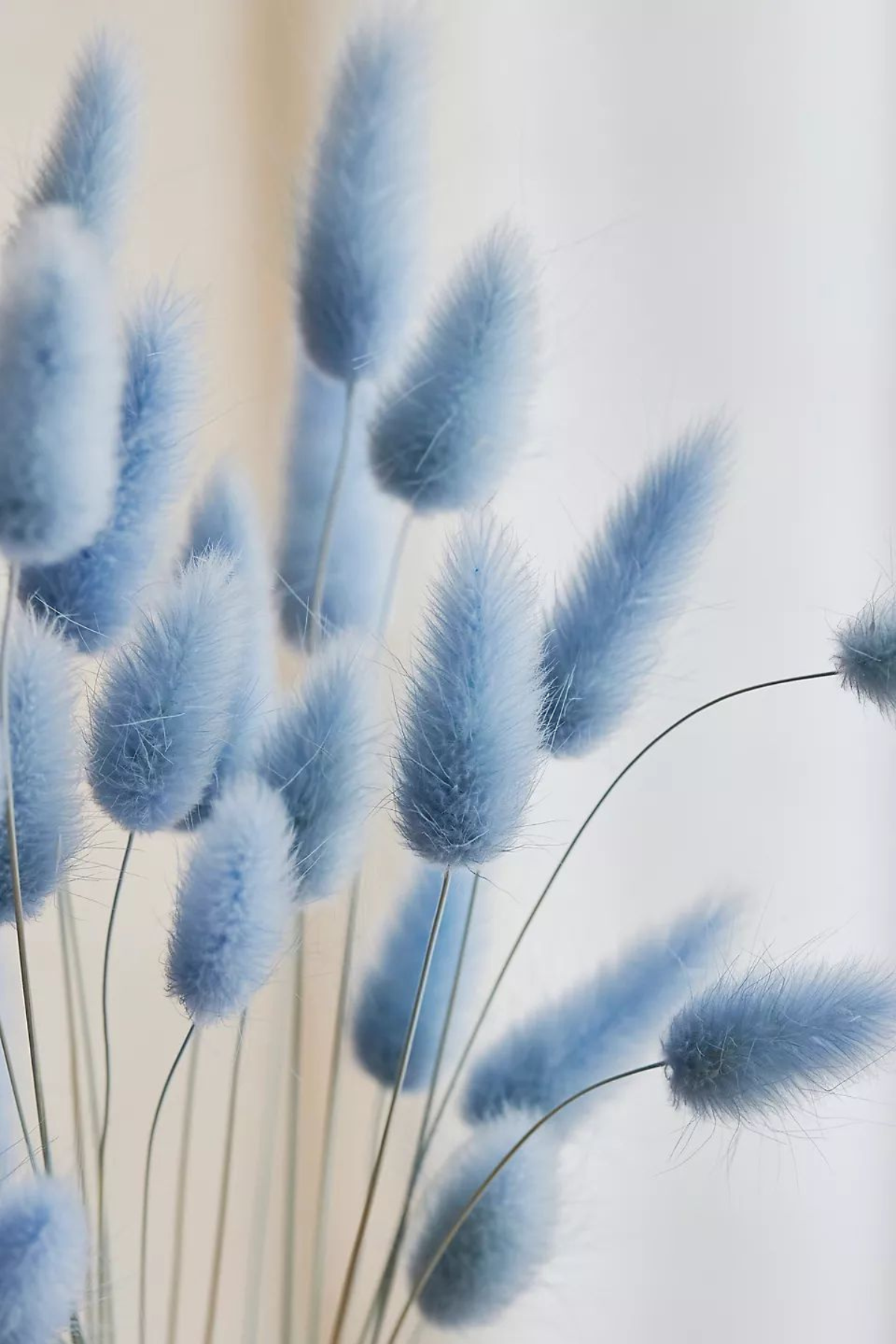 Dried Bunny Tail Blue