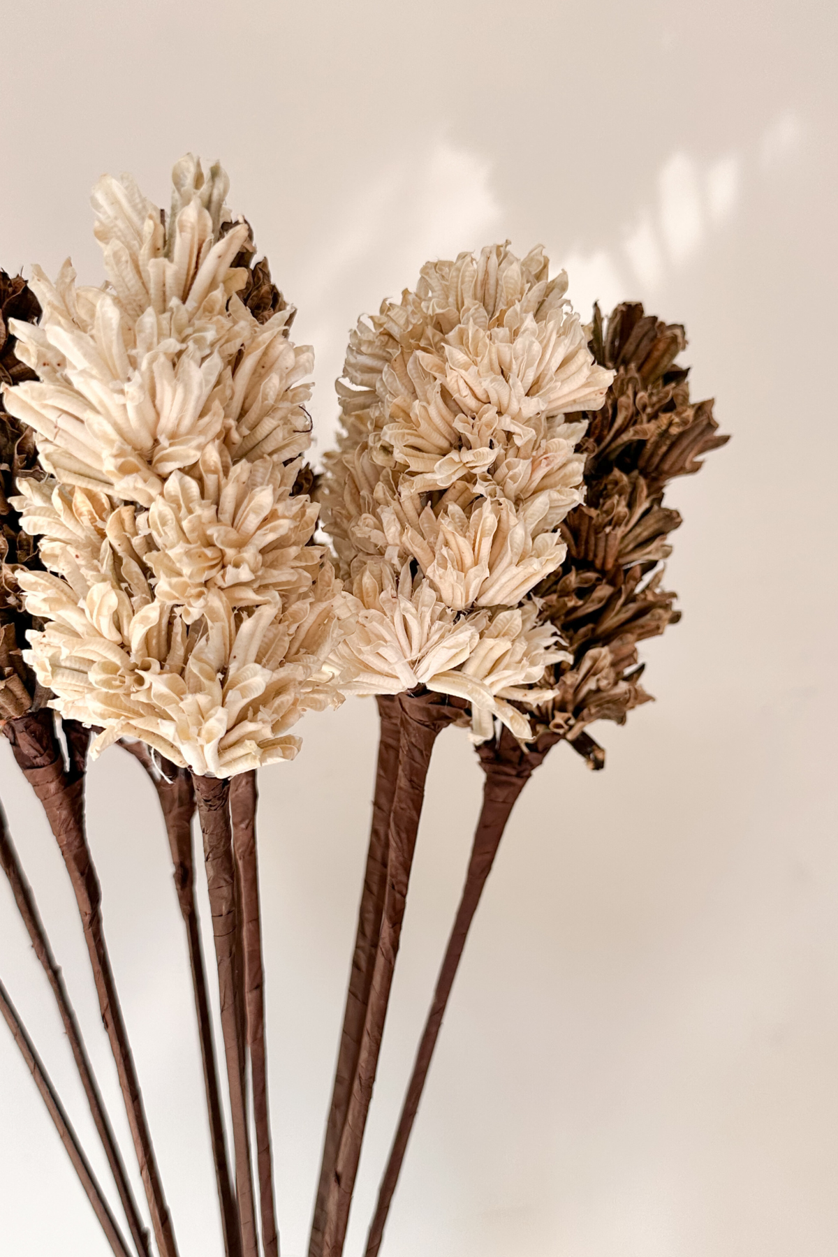 Ivory & Sandy Bloom combo (set of 6)