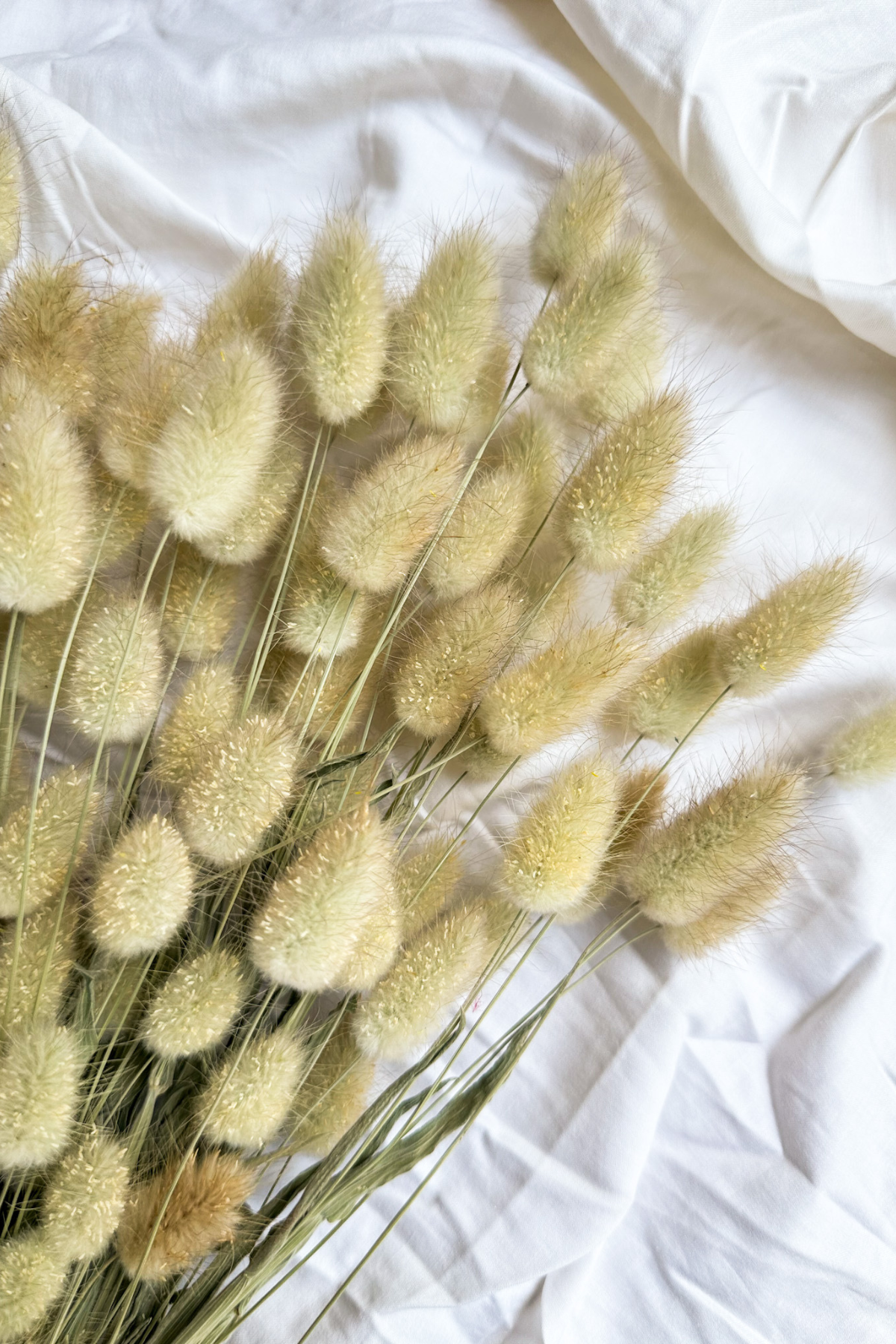 Natural Bunny Tails Bunch