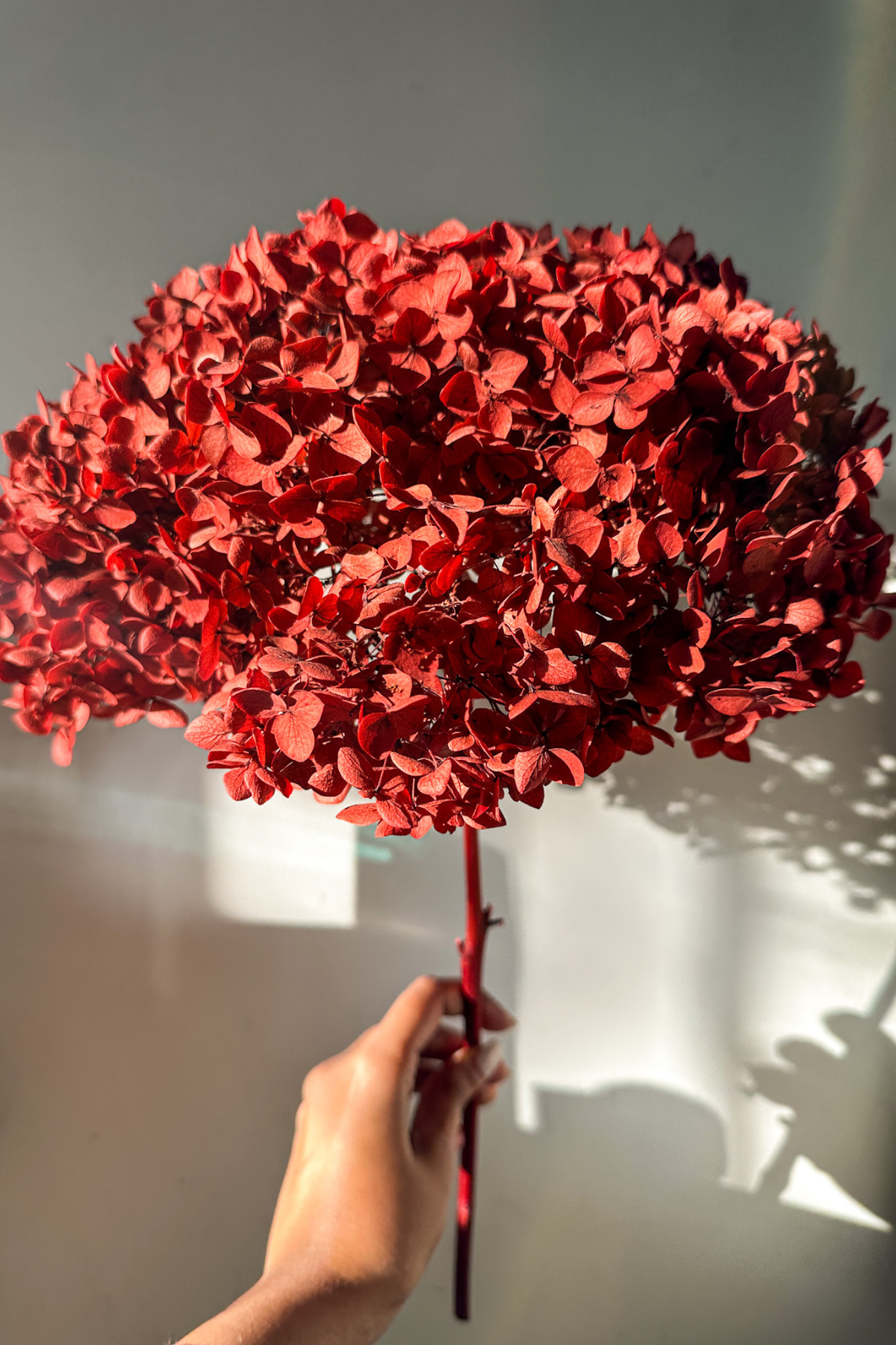 Preserved Hydrangea Red