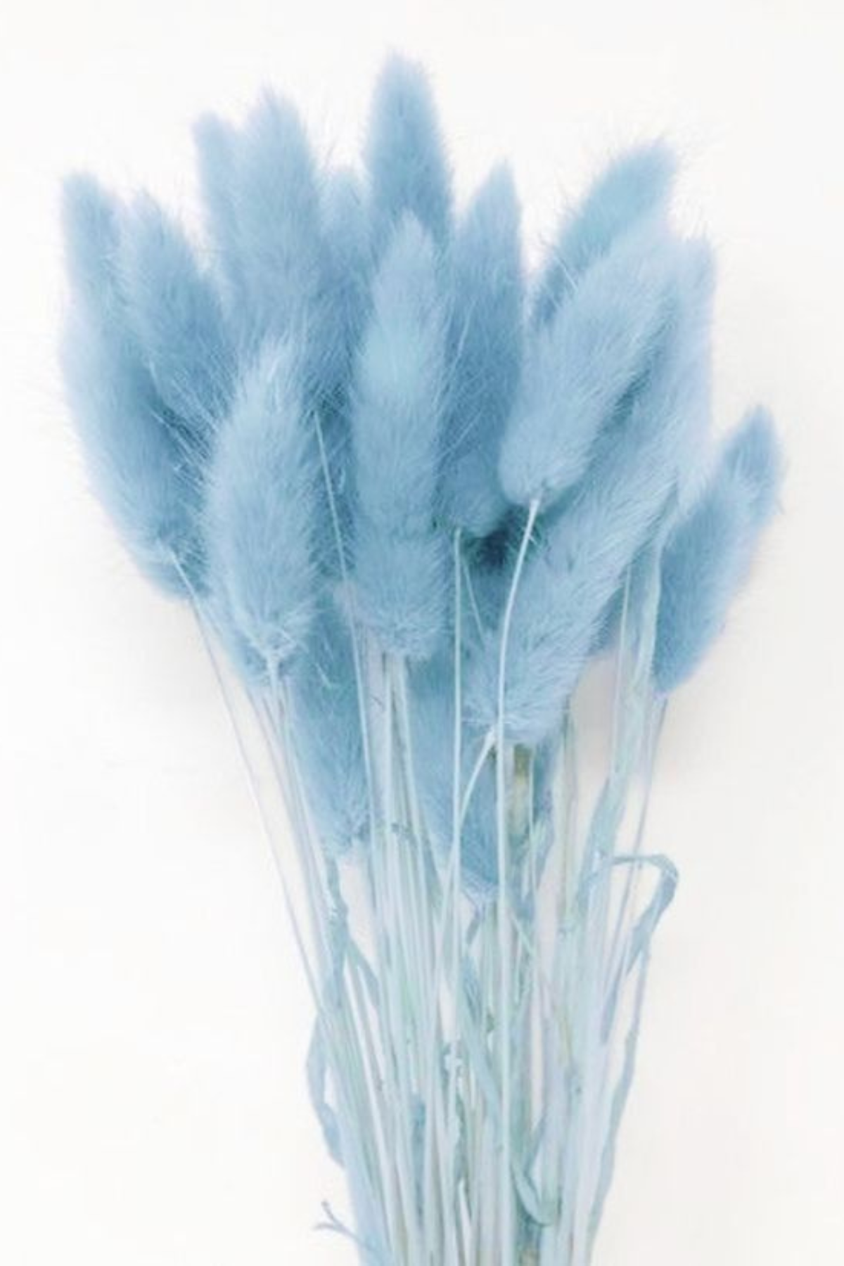 Dried Bunny Tail Blue