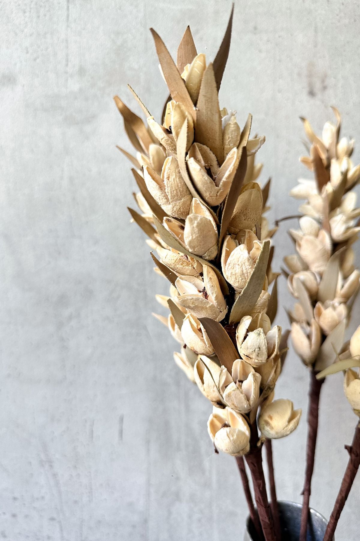 Bakuli Flower Stem (Set of 5)