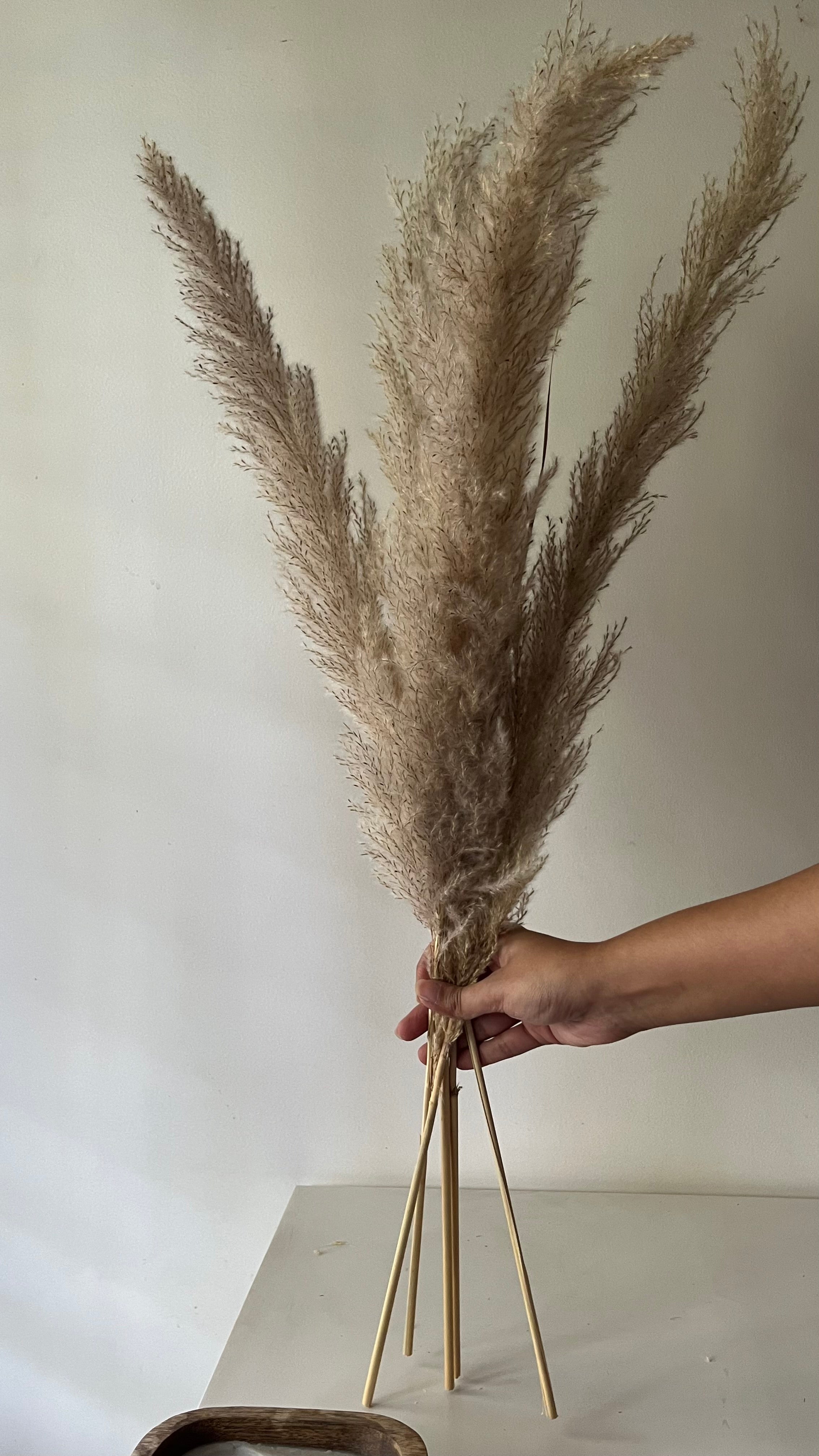 Natural pampas (set of 5)