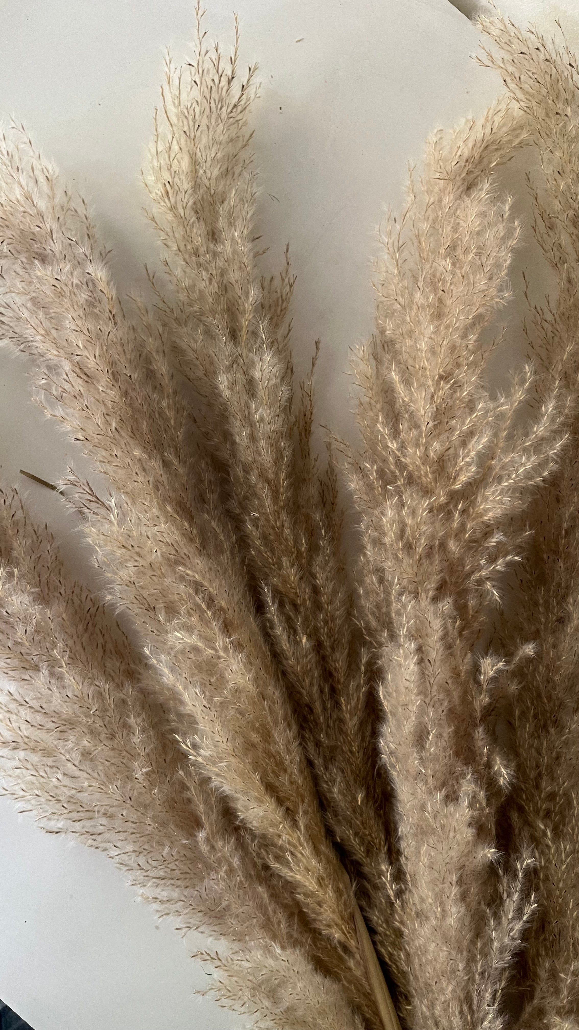 Natural pampas (set of 5)