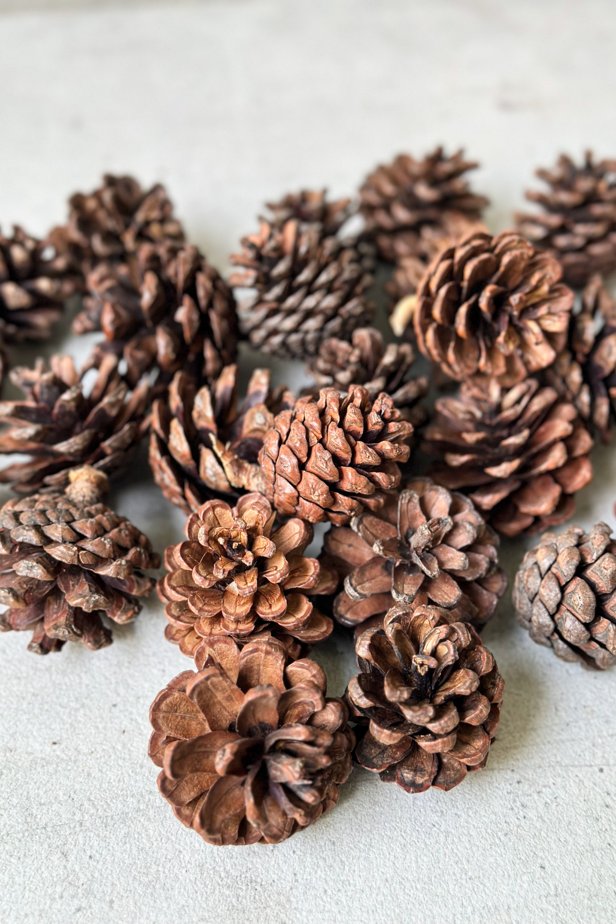 Pinecone Filler for Decor
