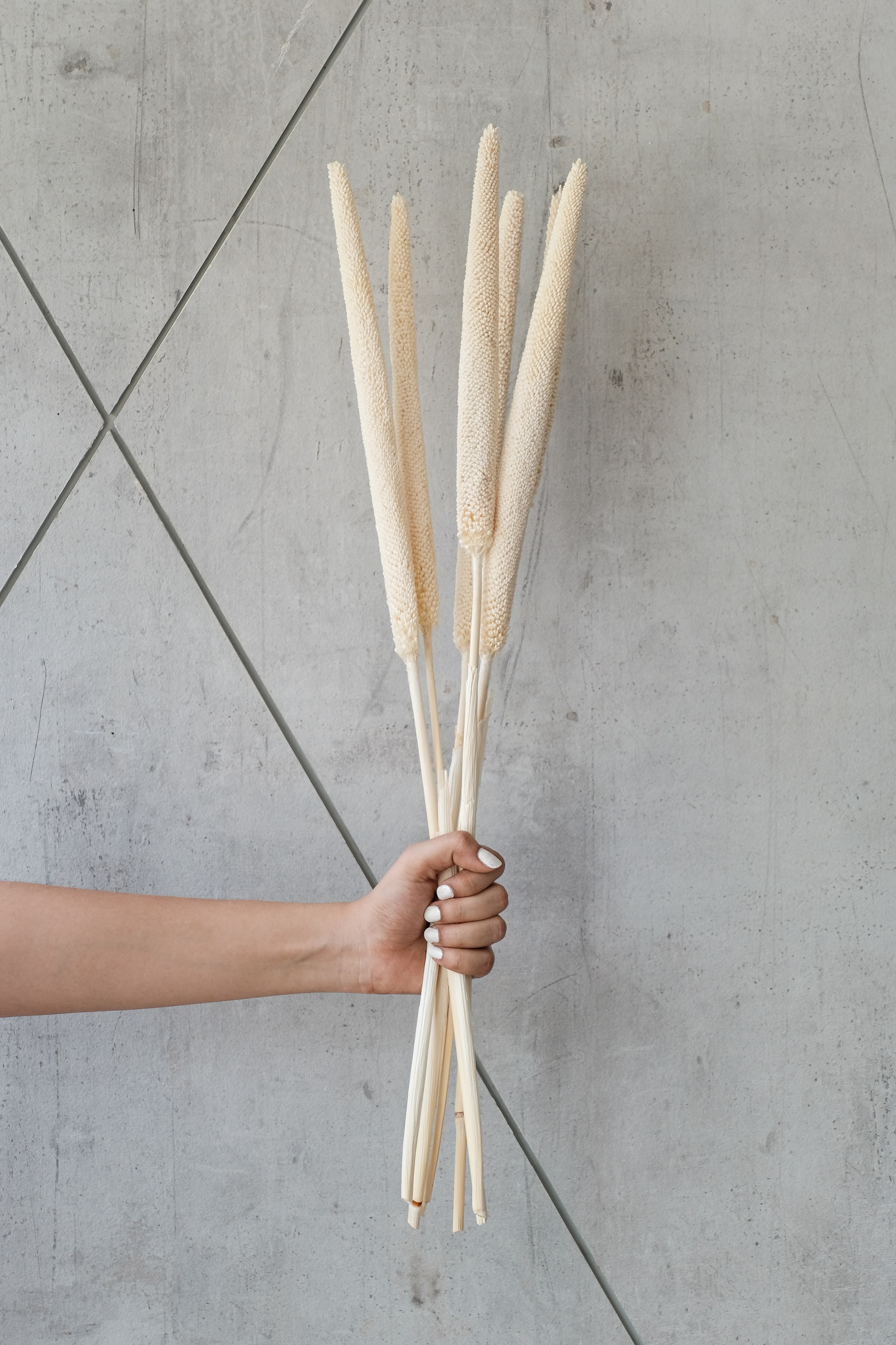 White Millet Stems (Set of 5 stems)