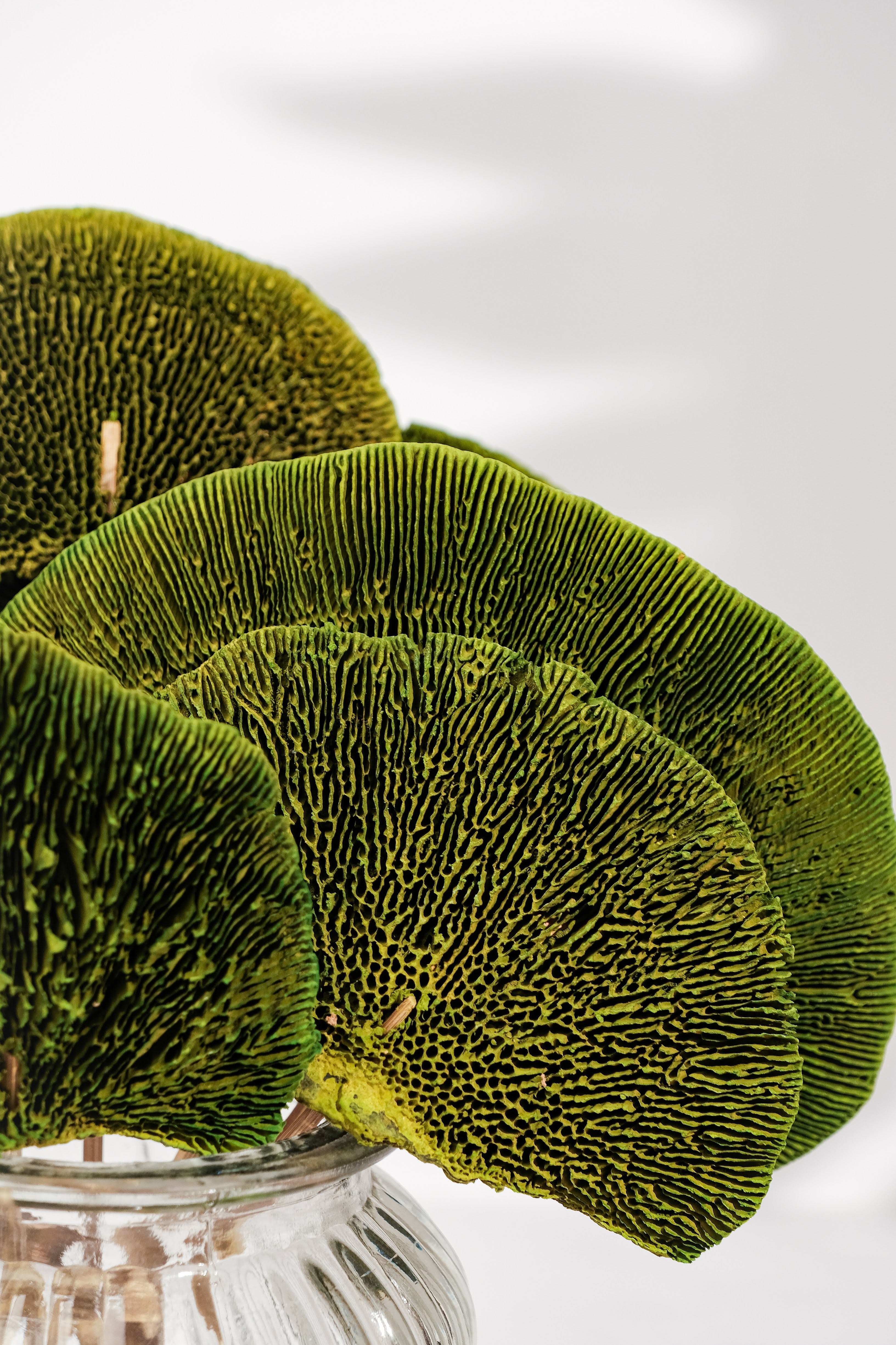 Sponge mushroom green (set of 8)