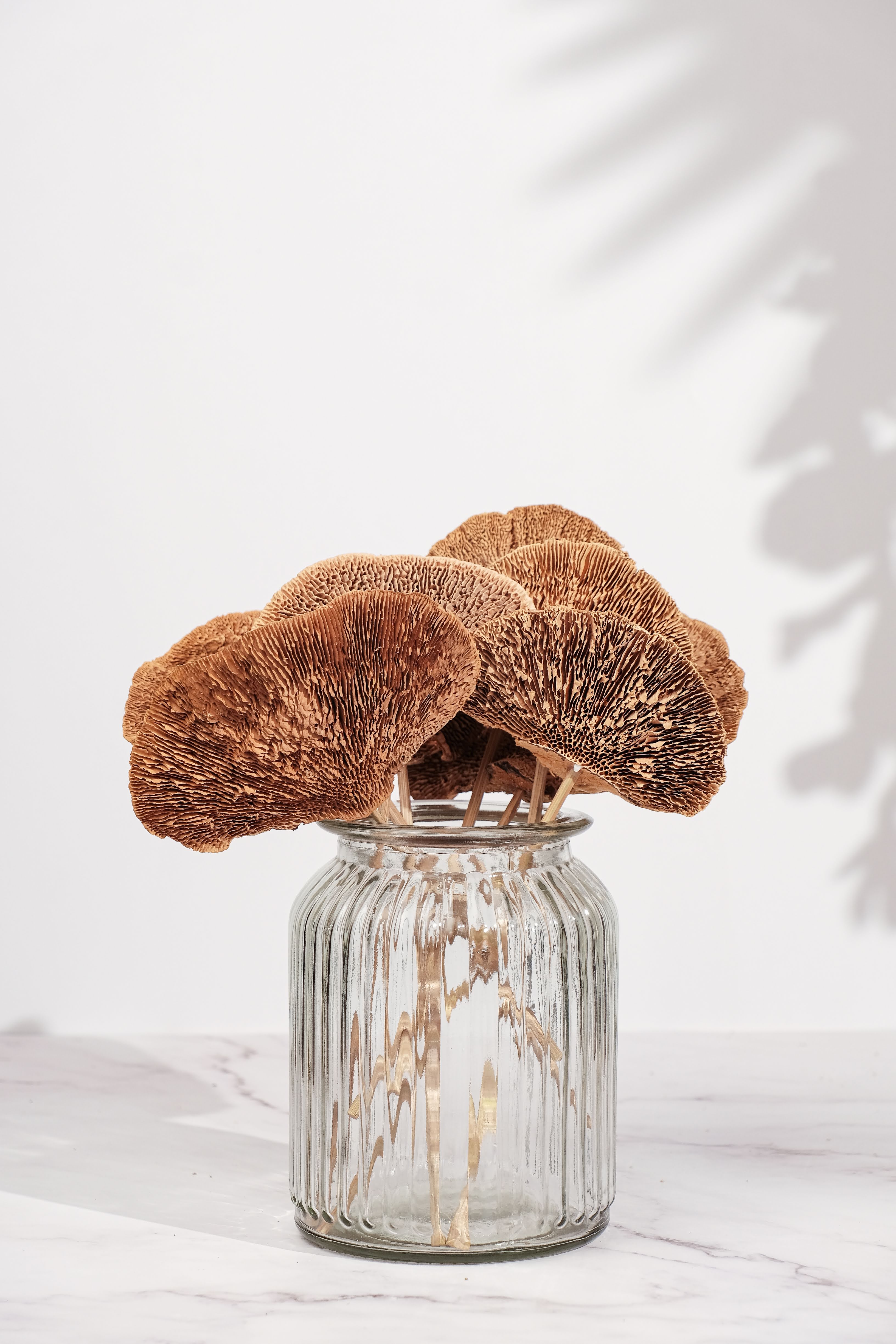 Sponge mushroom brown (set of 8)