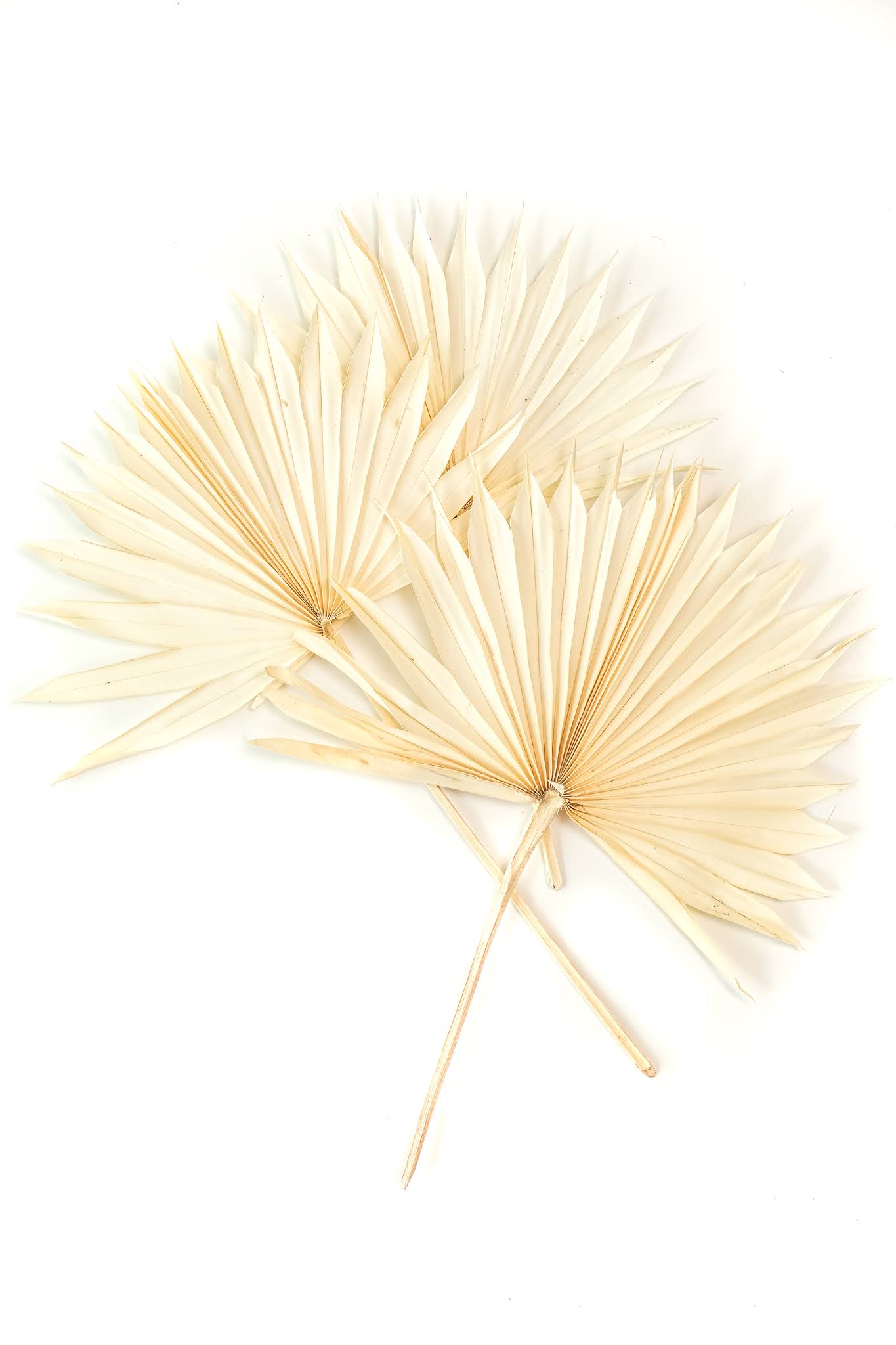 Sun Palm White (3 Stems)