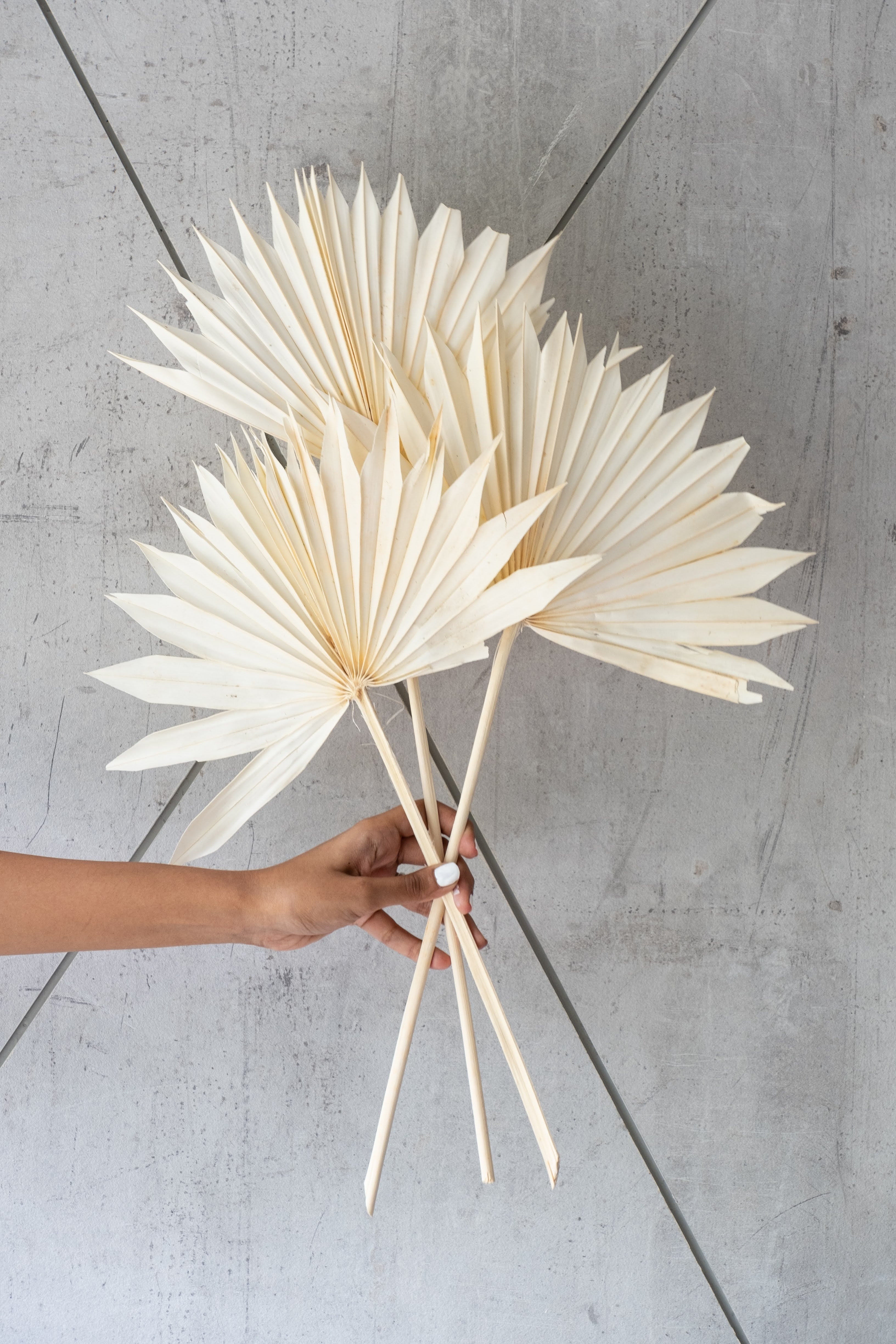 Sun Palm White (3 Stems)