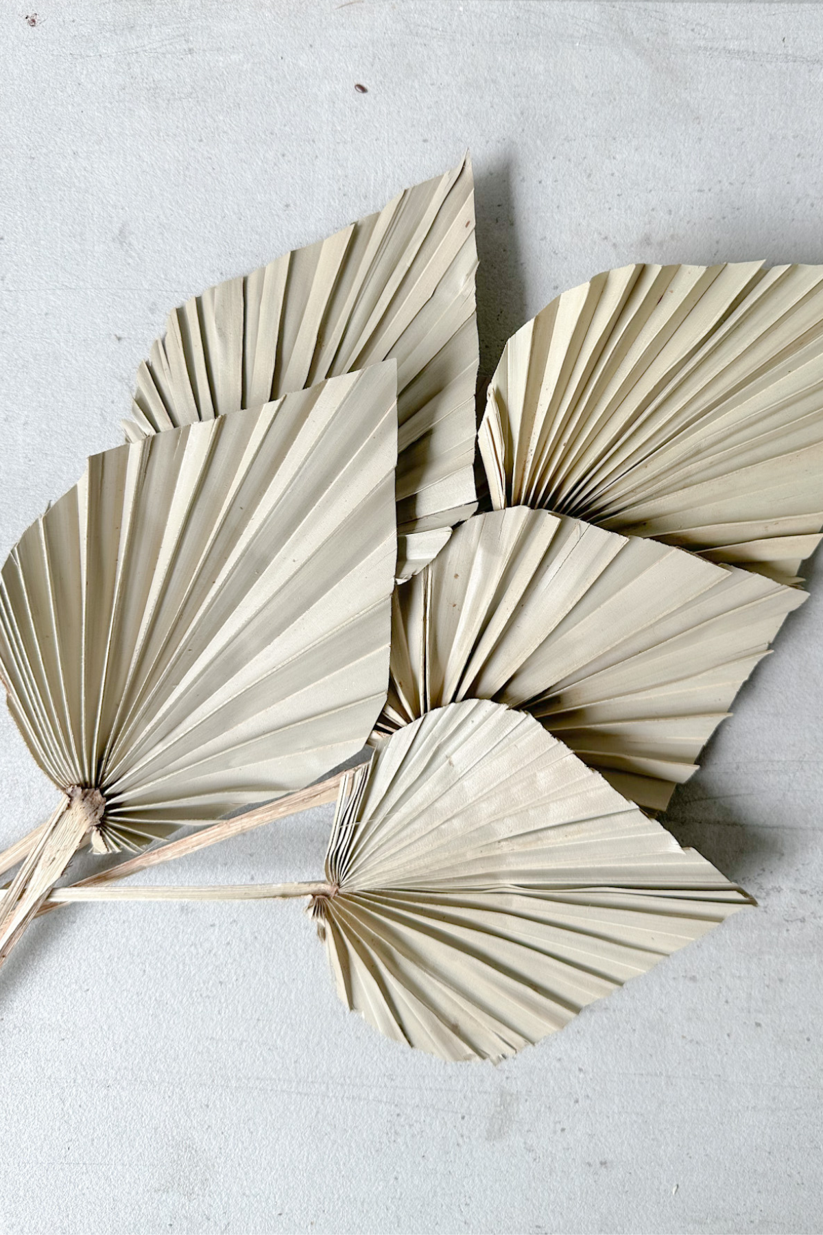 Palm spear Natural (set of 12)