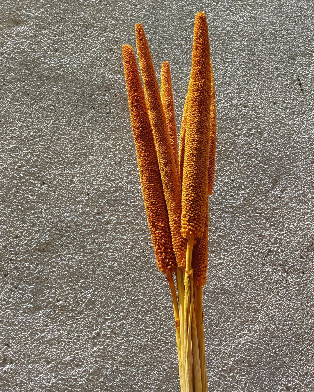 Mustard Yellow Millet Stems (set of 8)