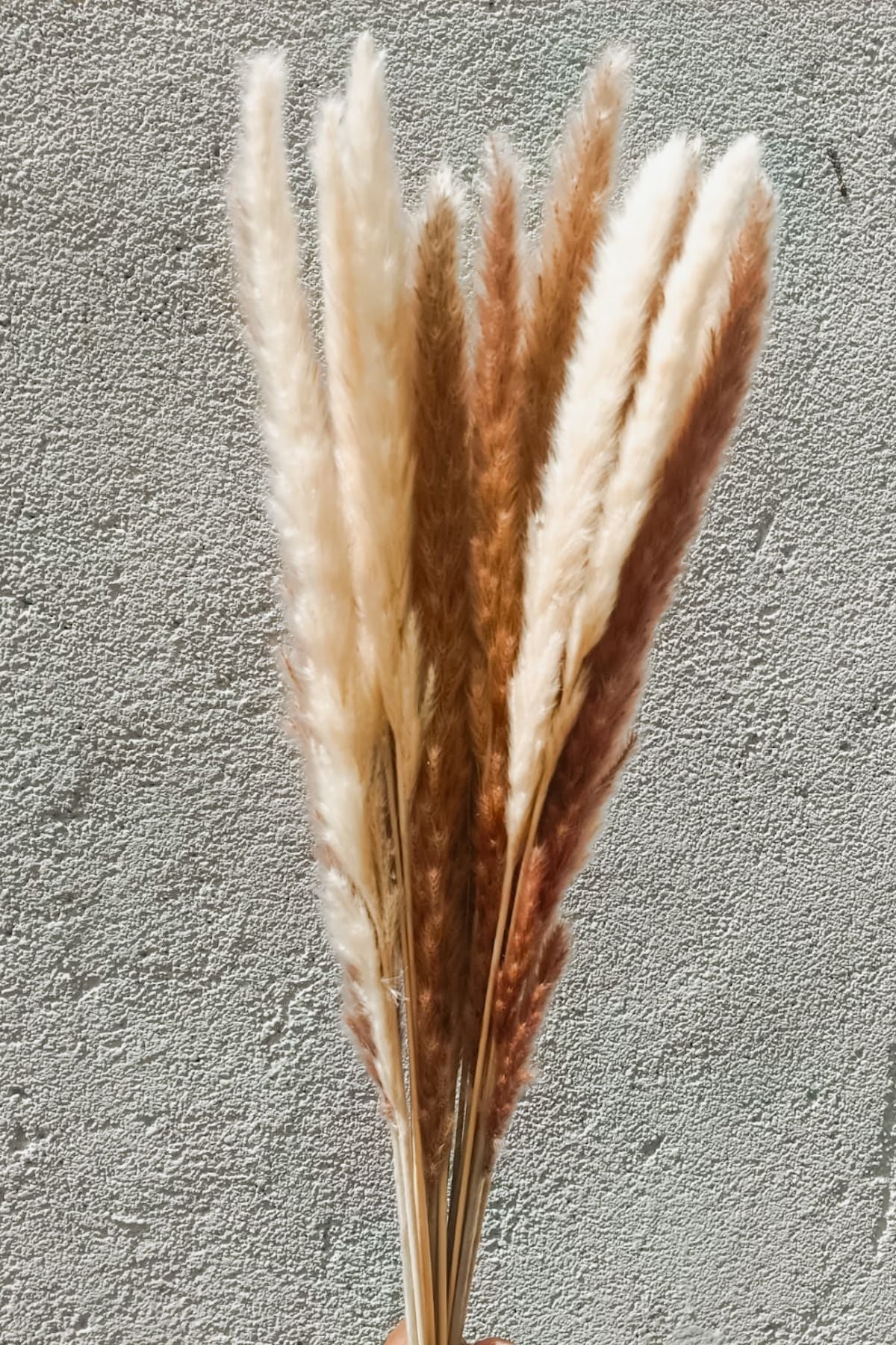 Foxtail Pampas Bunch (Set of 20)