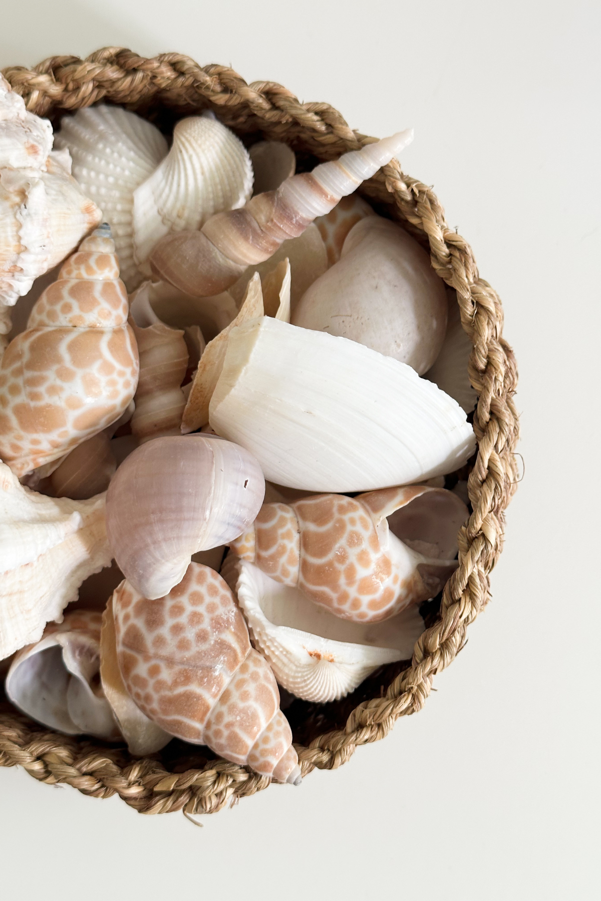 Seashell Bowl Filler and Basket Combo