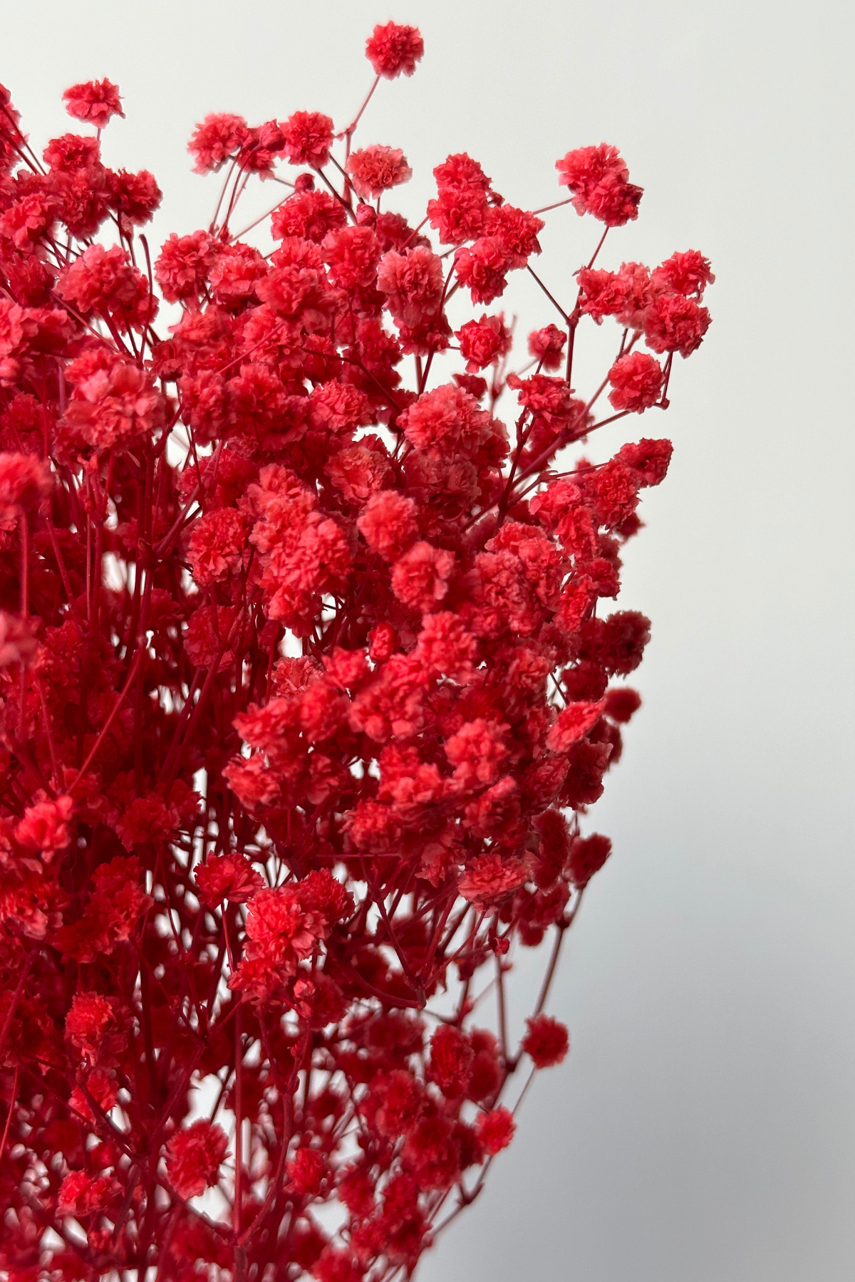 Red Baby's Breath Bunch