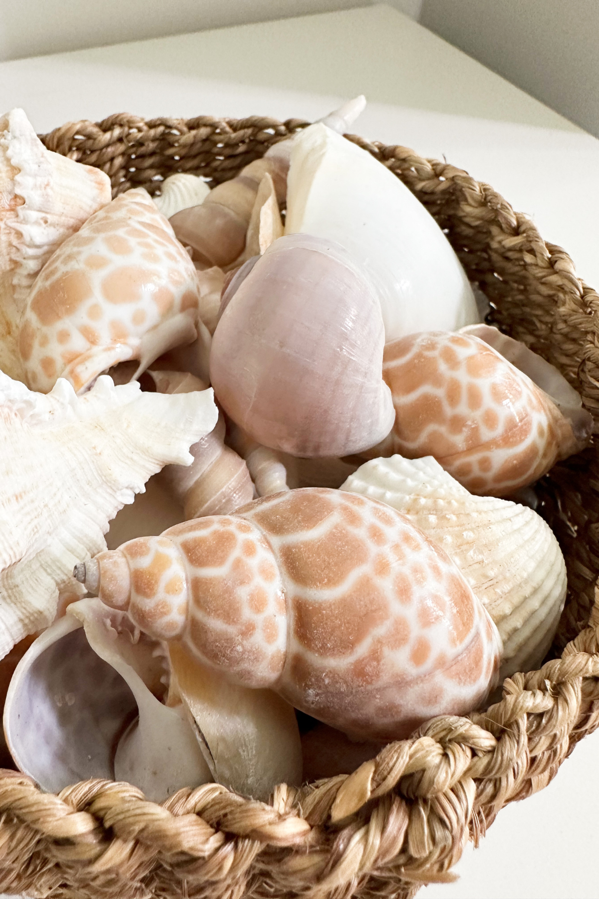 Seashell Bowl Filler and Basket Combo