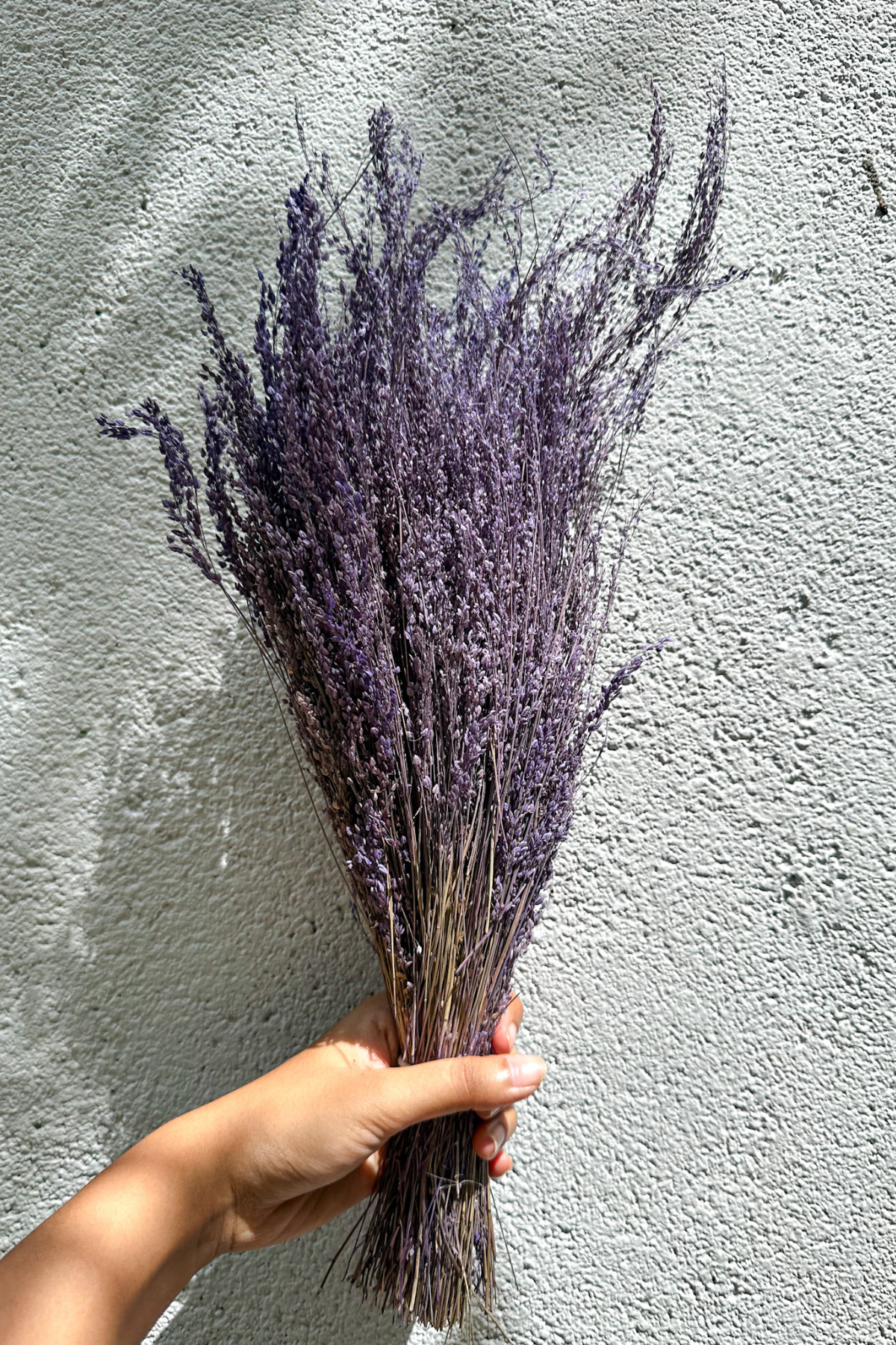 Star Grass Lavender (50 gms)