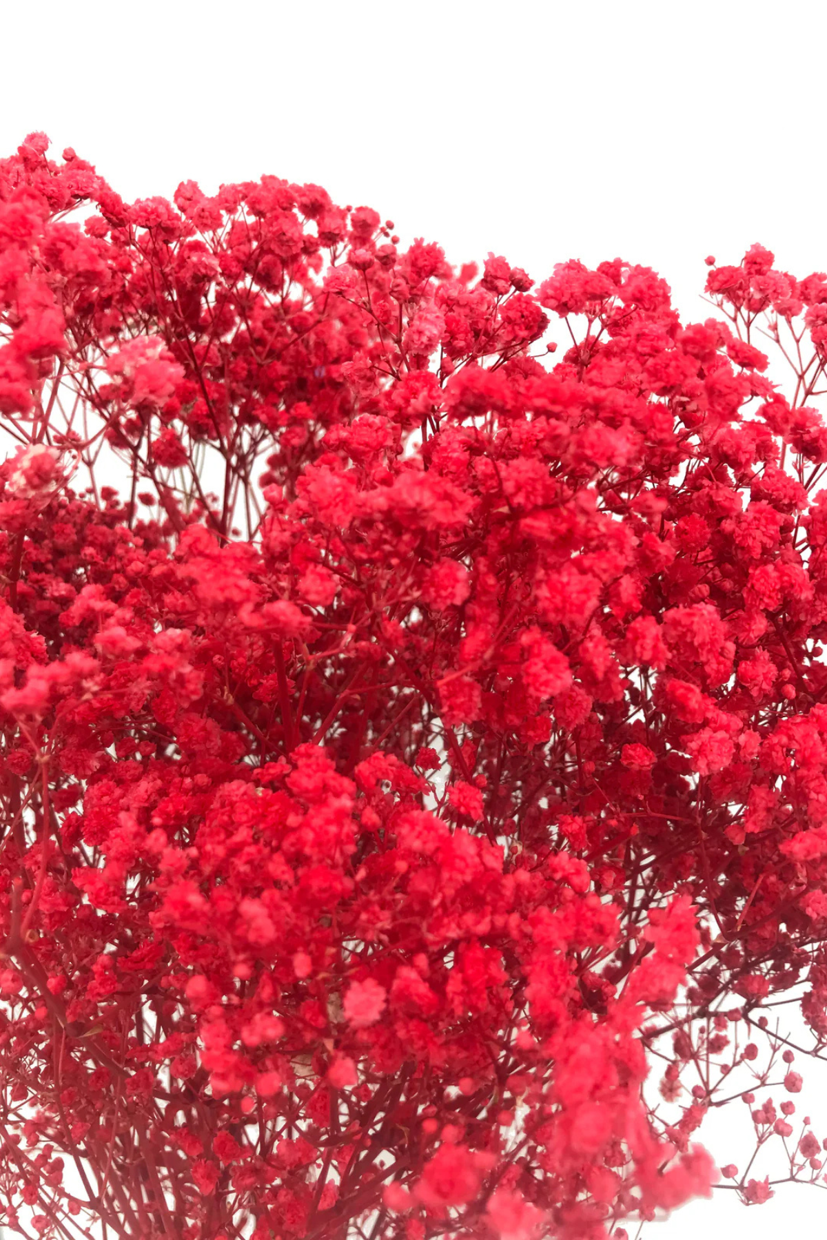 Red Baby's Breath Bunch