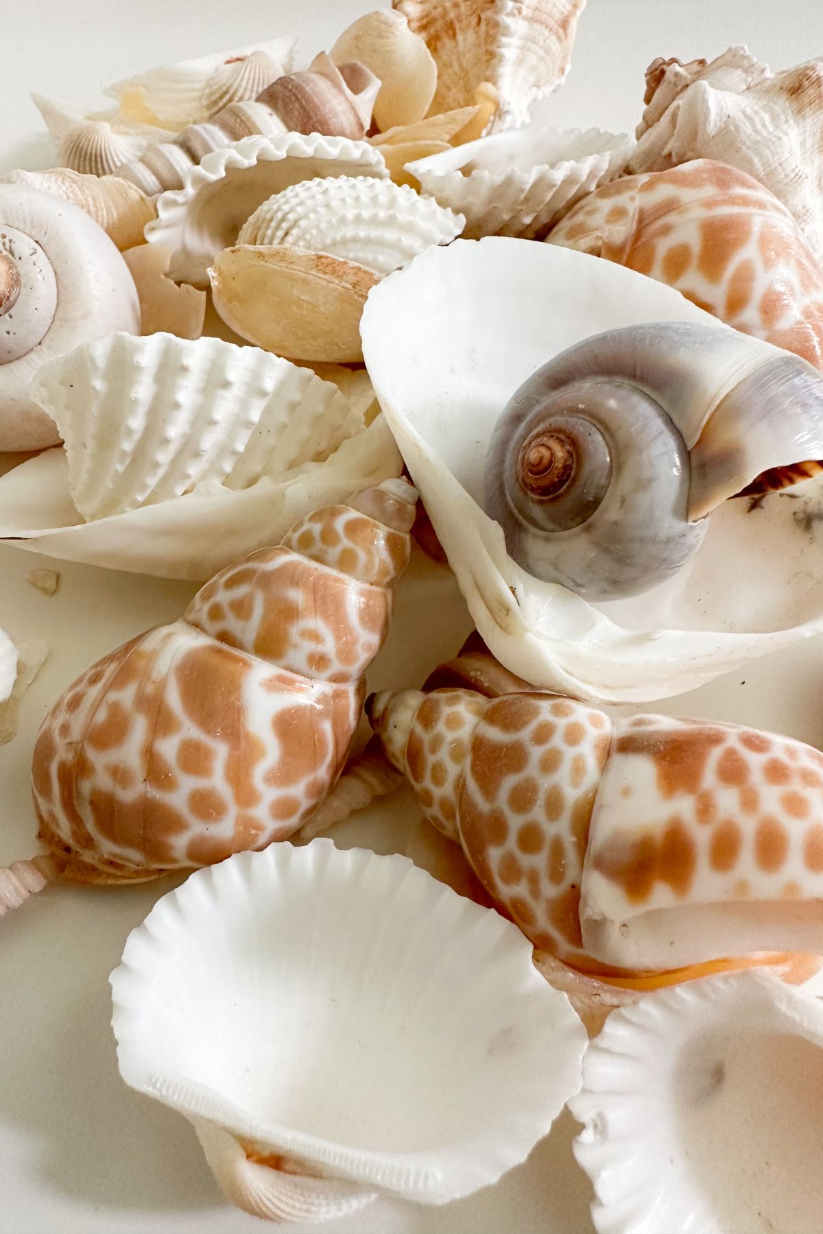 Seashell Bowl Filler and Basket Combo