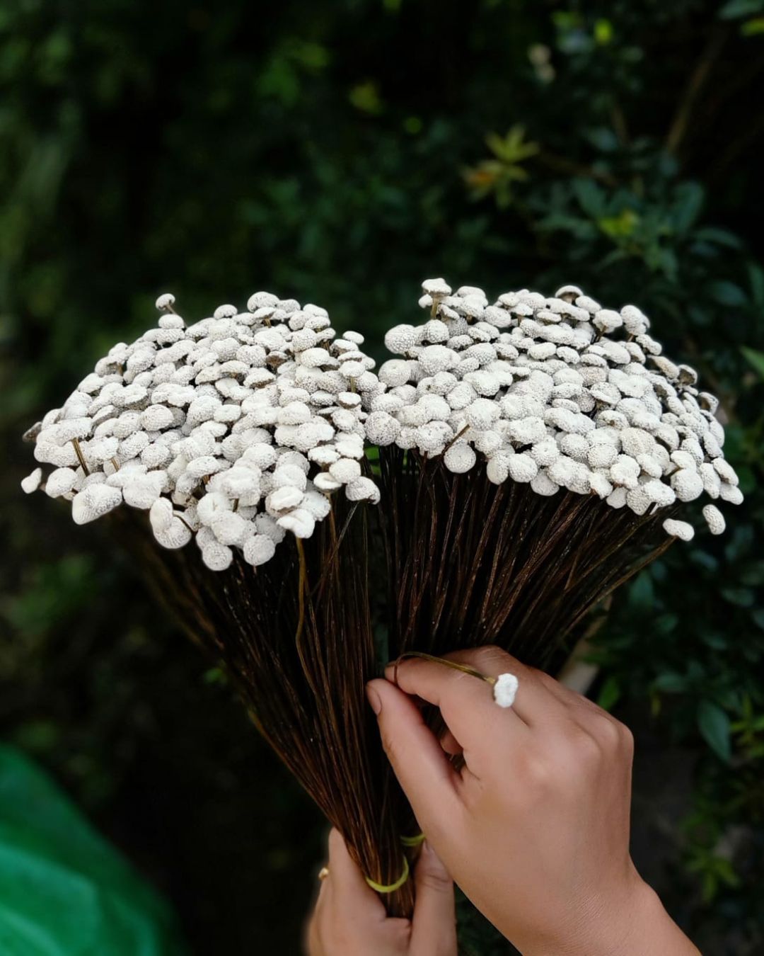 White Button Flower Bunch