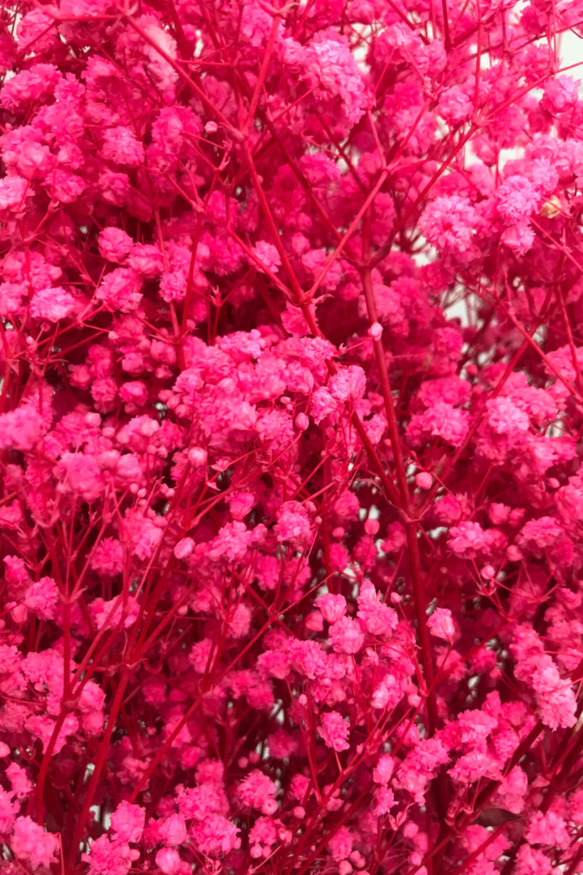 Pink Baby's Breath Bunch