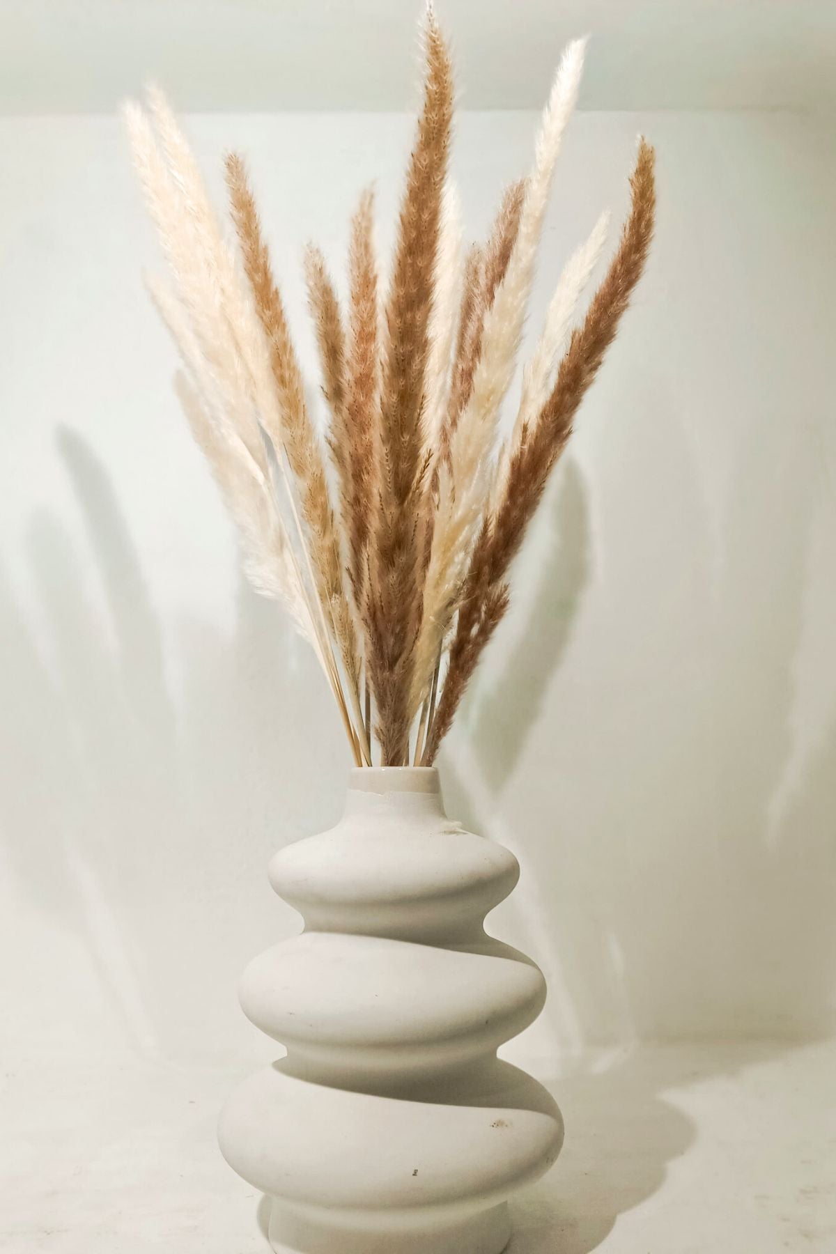 Foxtail Pampas Bunch (Set of 20)