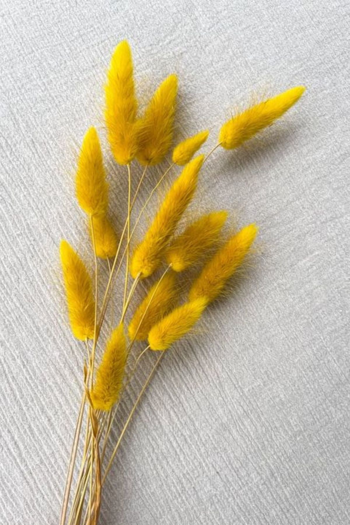 Yellow Bunny Tail (20 stems)