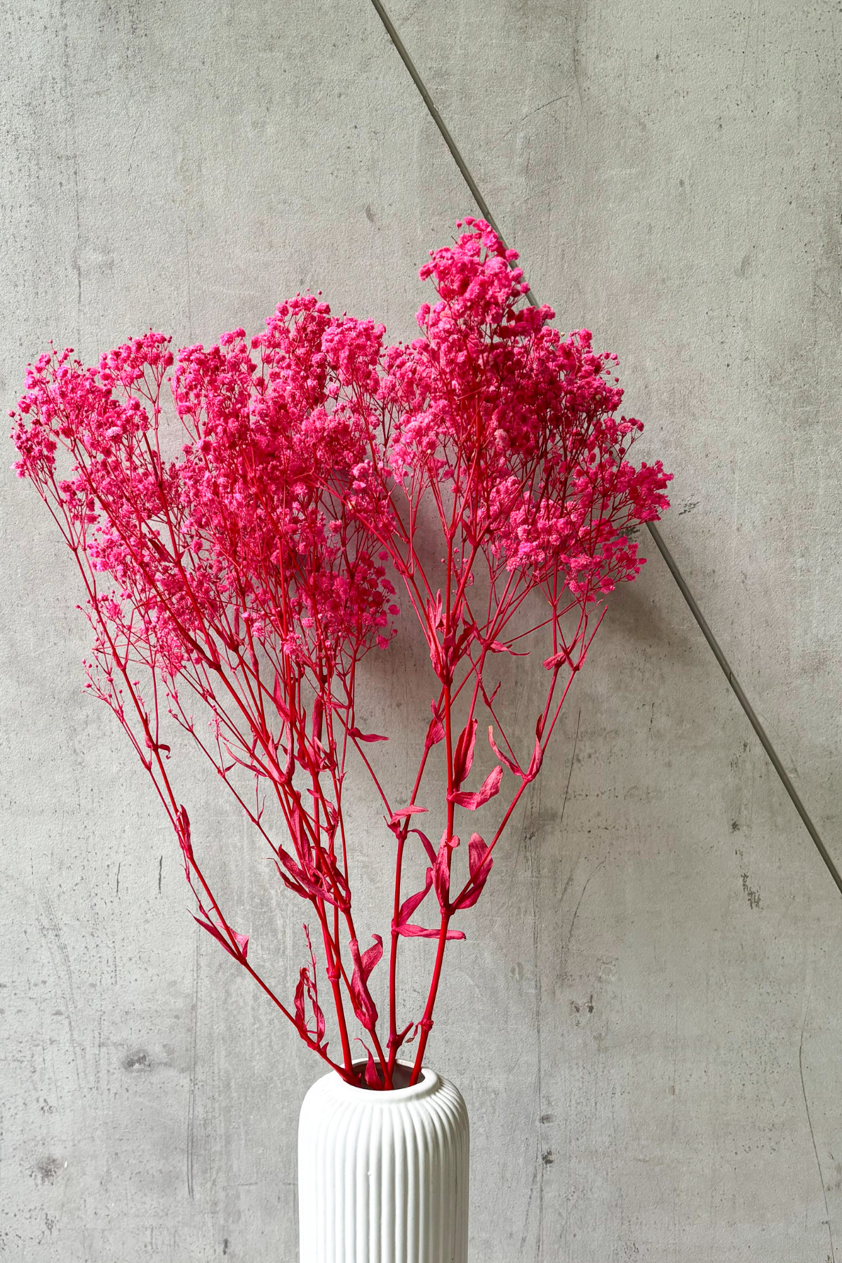 Pink Baby's Breath Bunch