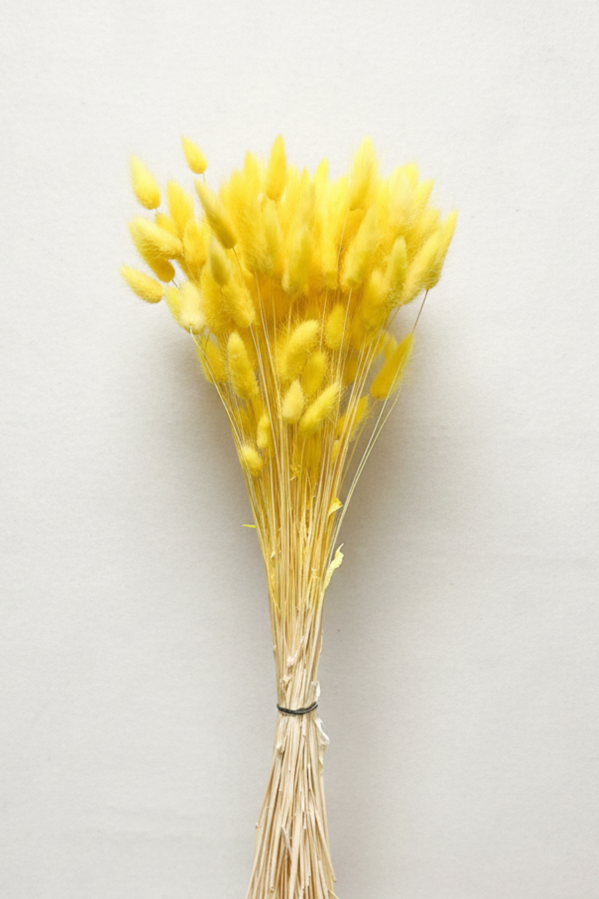 Yellow Bunny Tails Bunch