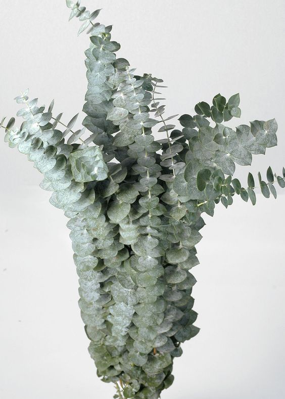 Eucalyptus leaf stem (set of 5)