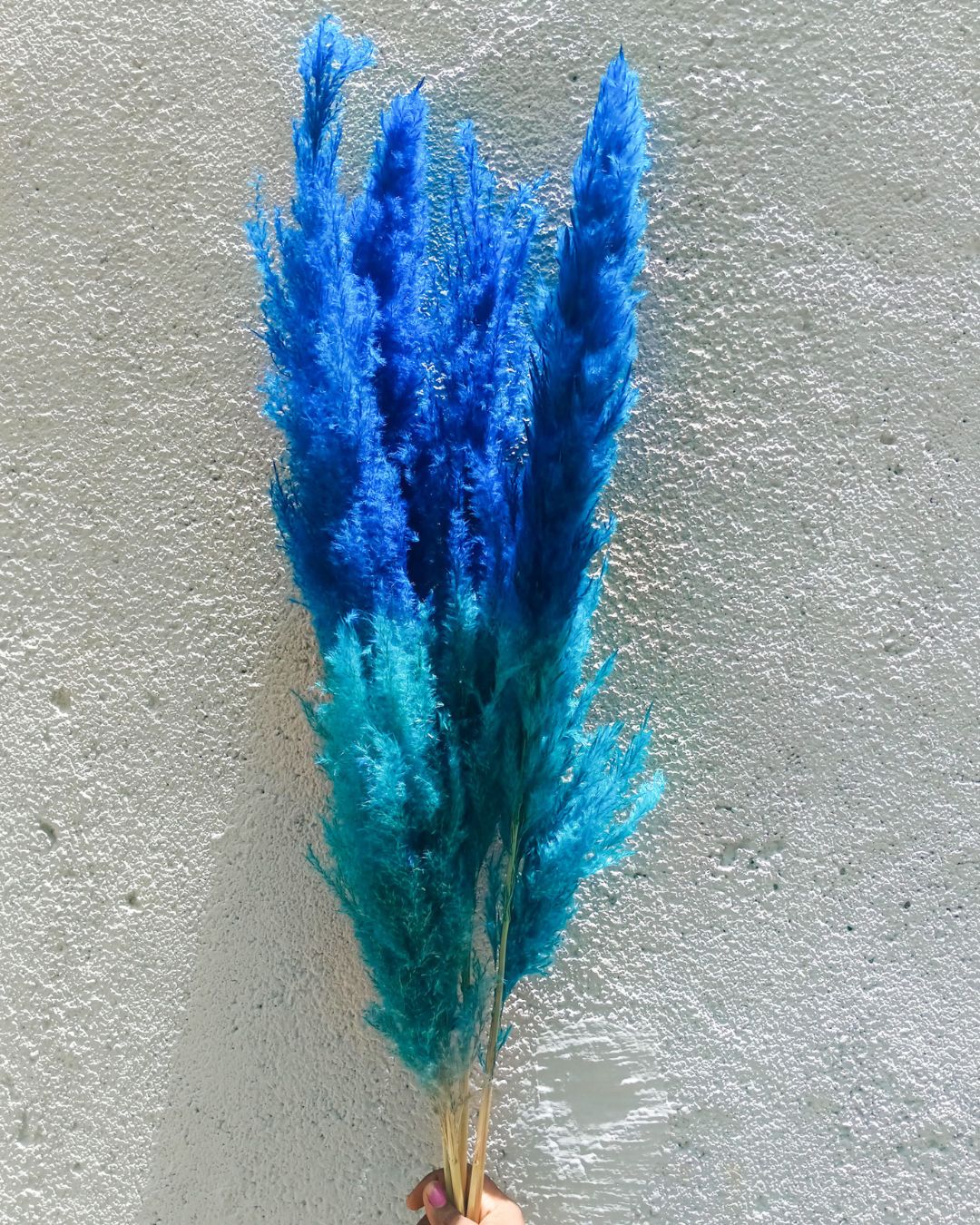 Blue Ombre Pampas (set of 5)