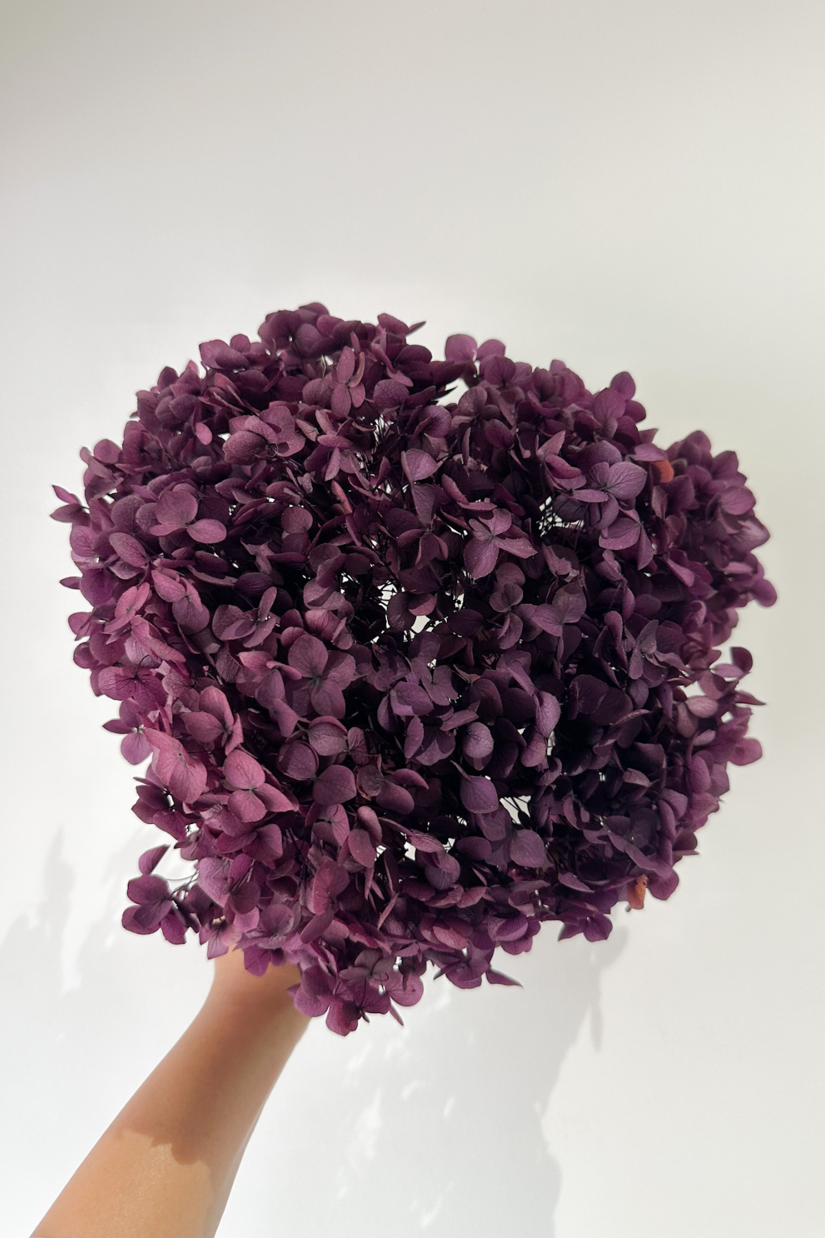 Preserved Hydrangea Lavender