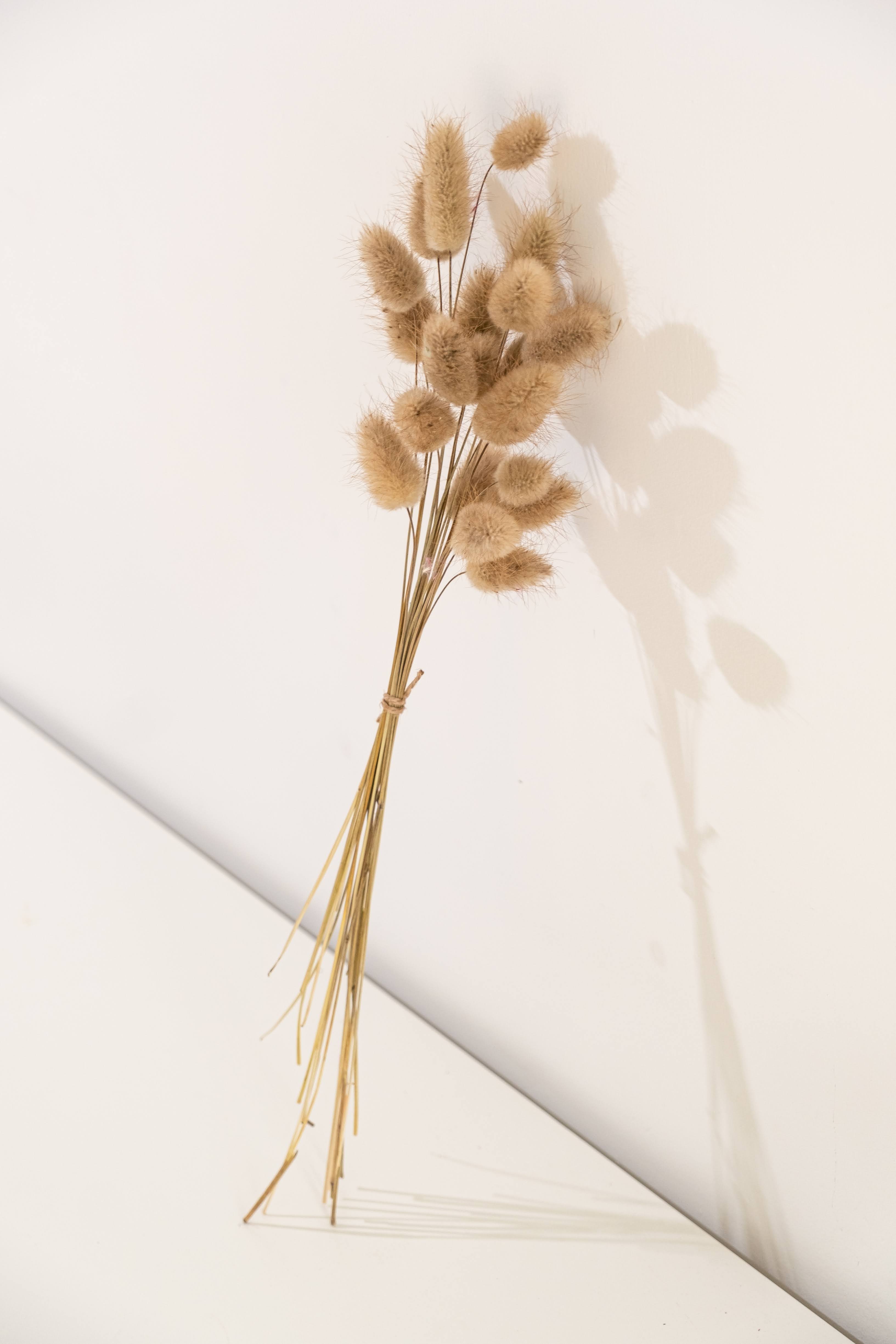 Bunny Tails Natural (20 stems)