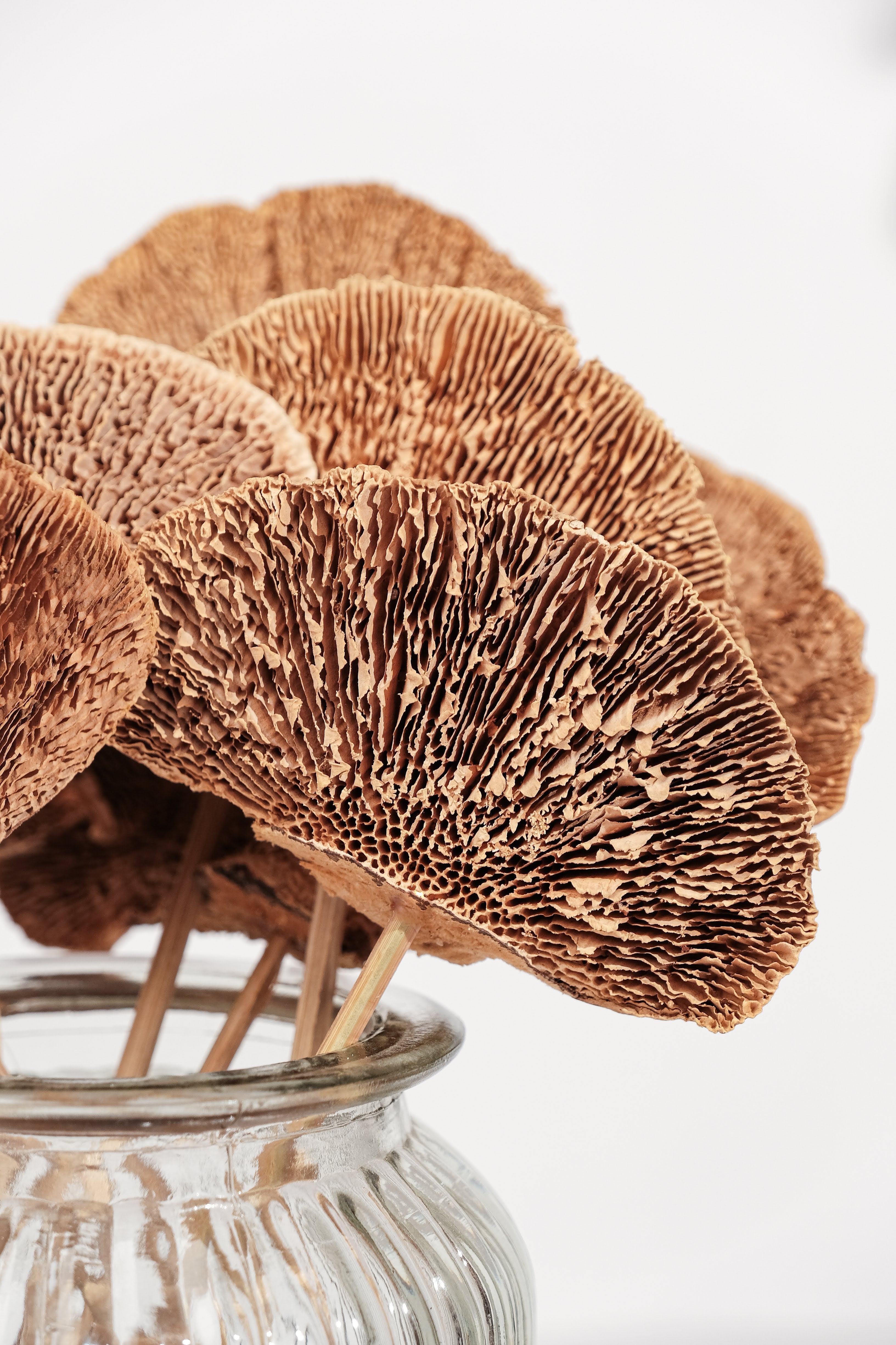 Sponge mushroom brown (set of 8)