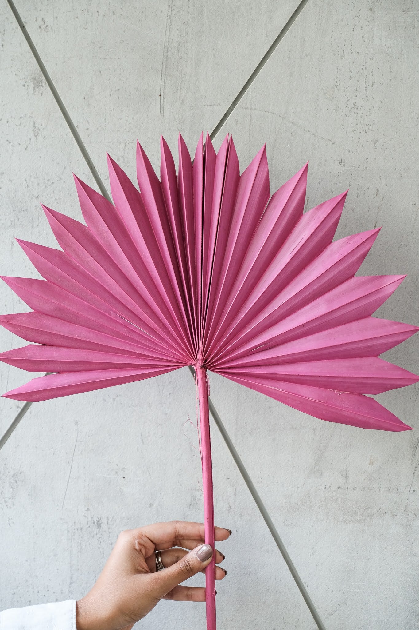 Pink Sunset Sun Palm (Set of 3)