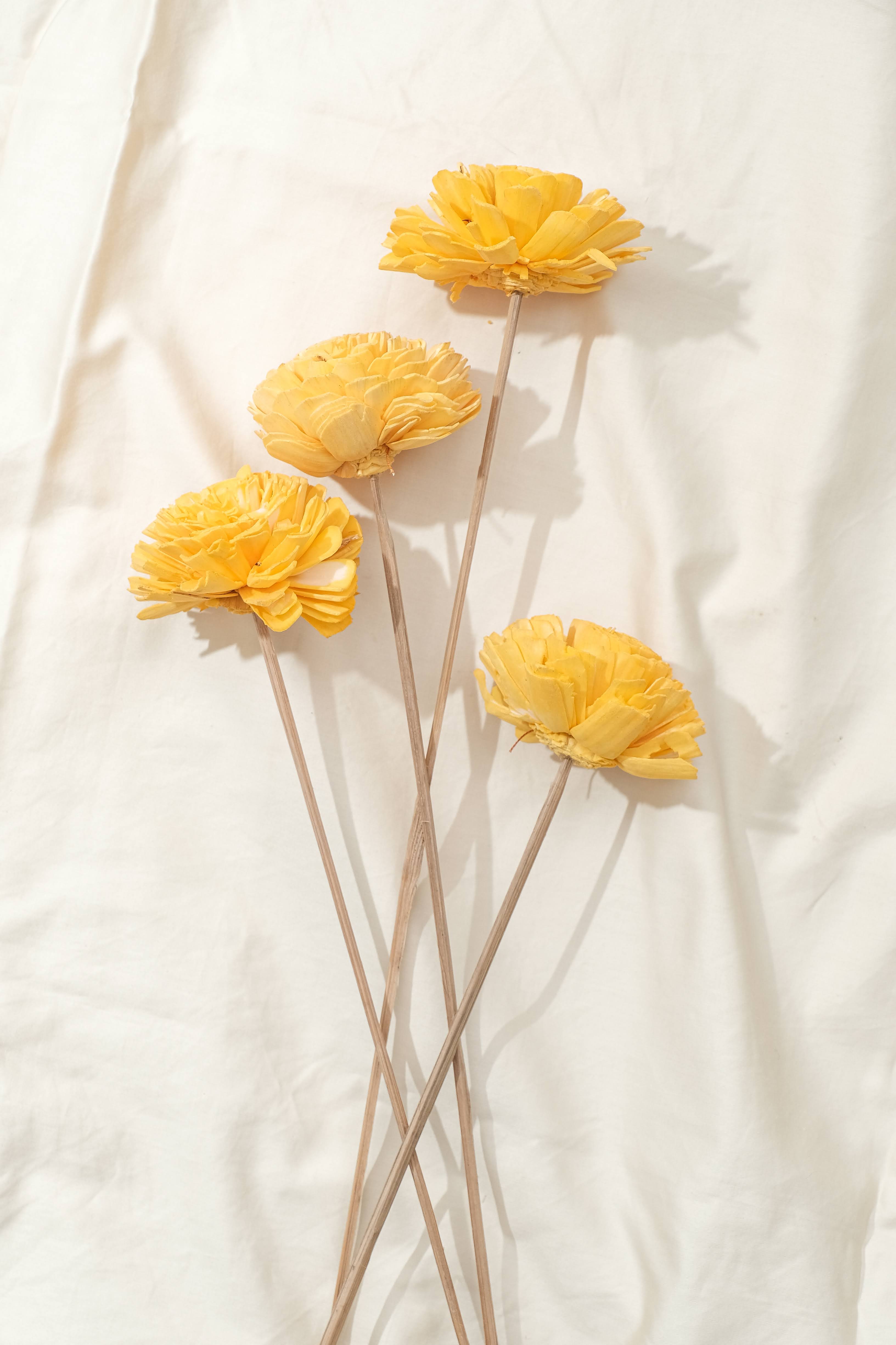 Shola Yellow (Set of 6)